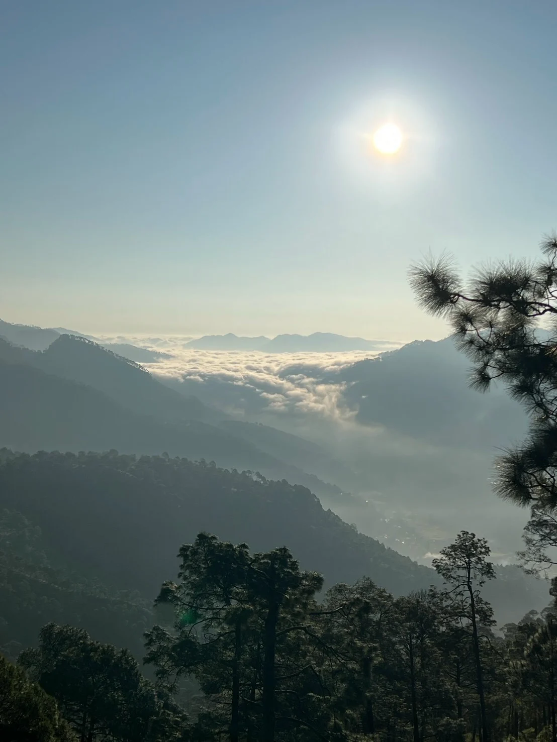 陽の光の下に広がる雲海と幾重もの山。手前には松の木々が立っている。